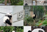 探寻成都休闲生活真谛？阿杰的经历或许能给你启发